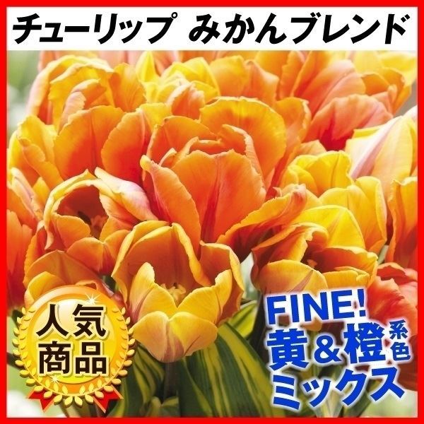 チューリップ 球根 みかんブレンド (無選別) 早期割引