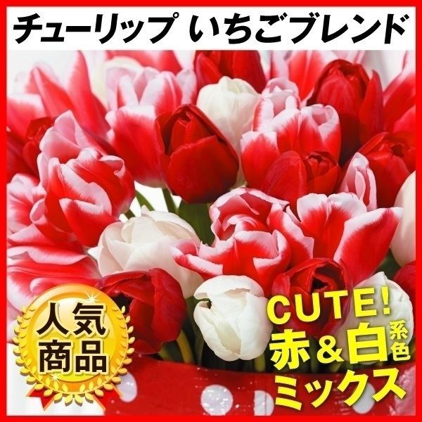 チューリップ 球根 いちごブレンド (無選別) 早期割引