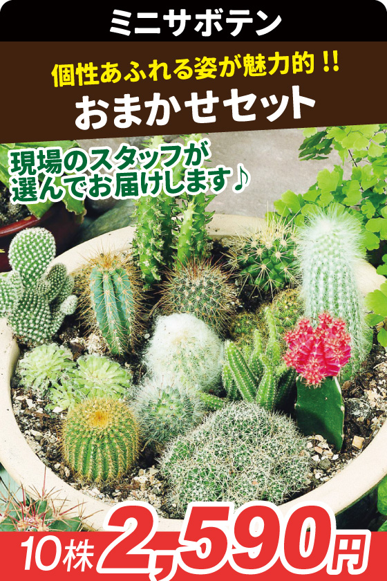 ミニサボテンおまかせセット