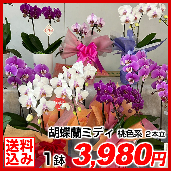 胡蝶蘭 2本立コチョウランミディ 桃色系 1鉢 送料込 /【※発送は5/13以降となります】