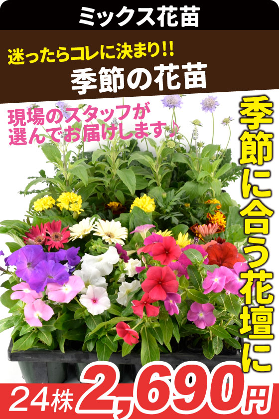 季節の花苗