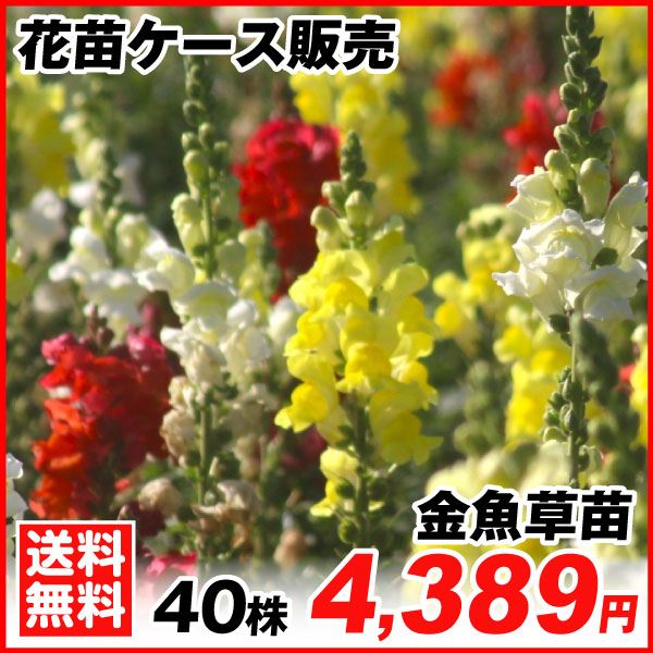 花苗大特価 金魚草苗 ケース販売 1ケース40株入り 送料無料