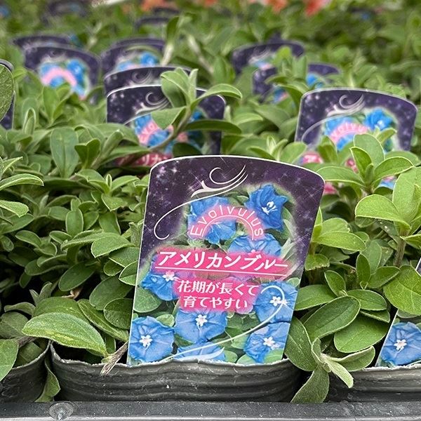 花苗大特価 アメリカンブルー ケース販売 1ケース24株入り 送料無料