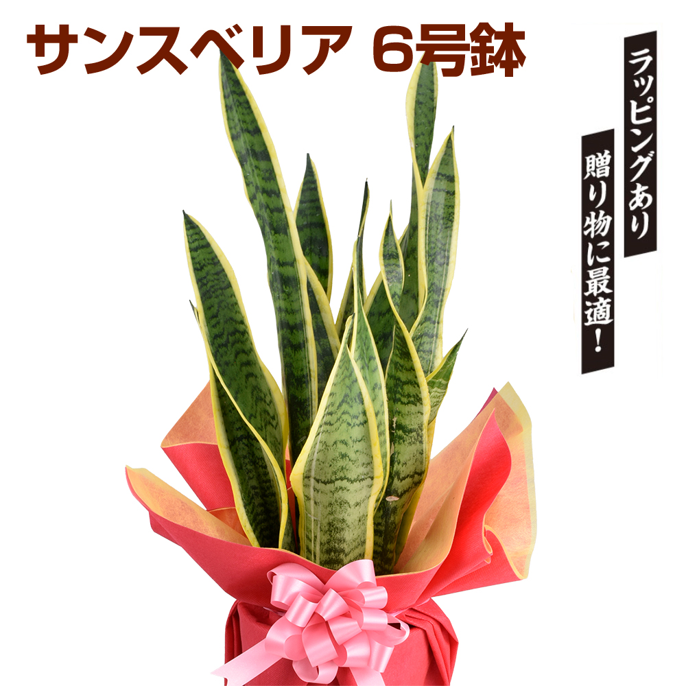 観葉植物 サンスベリア 6号鉢 1株