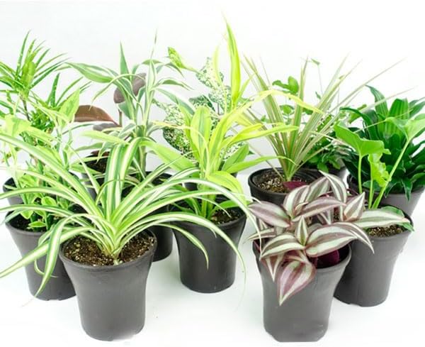 鉢花 おまかせミニ観葉植物 3.5号 5種5鉢