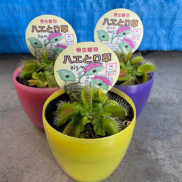 食虫植物 ハエトリソウ 1株