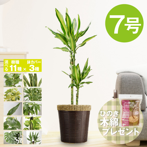 観葉植物 7号鉢 選べる 種類 鉢カバー セット パキラ シェフレラ ドラセナ ウンベラータ ポトス ゴムの木