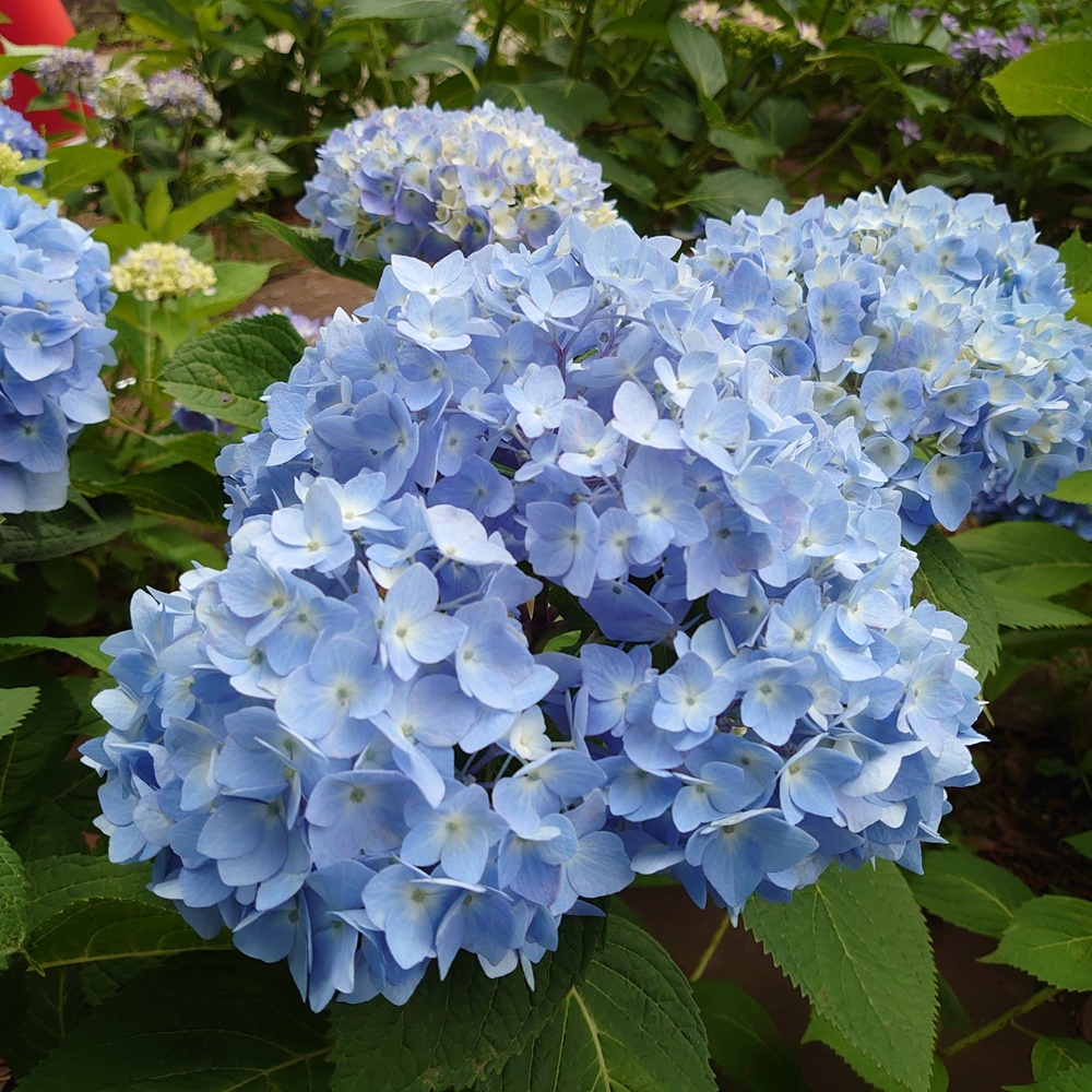 鉢花 ハイドランジア 青・紫系 品種おまかせ 5号鉢 2鉢