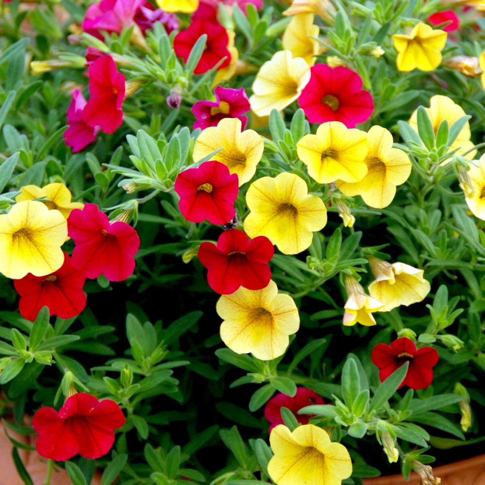 花苗 カリブラコア 花色おまかせ 3～3.5号ポット 2株
