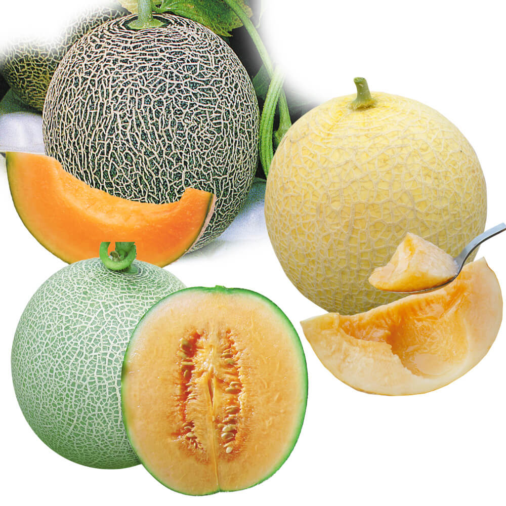 接木野菜苗 メロン 赤肉ネットメロンセット 3種3株