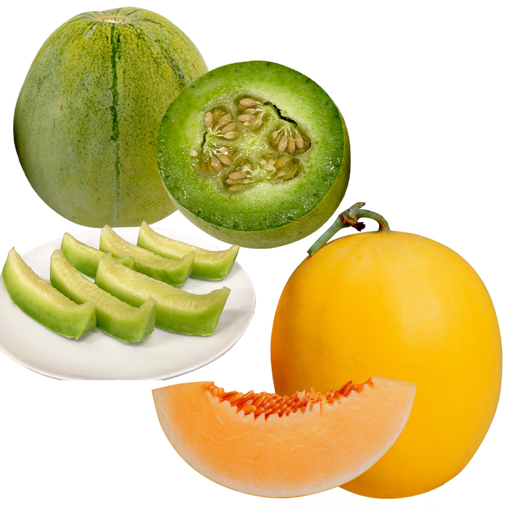 接木野菜苗 メロン ノーネットメロンセット 2種4株