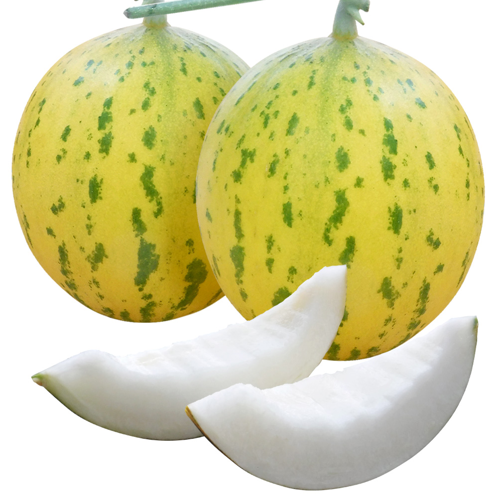 接木野菜苗 メロン 接木F1おてがるテンテン