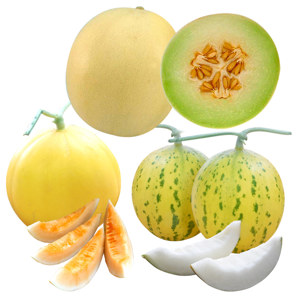 接木野菜苗 メロン おてがるメロンセット 3種3株