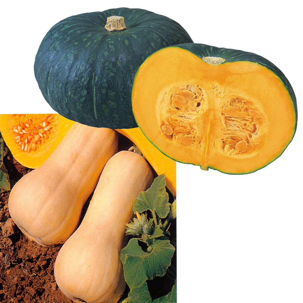 実生野菜苗 カボチャ お買得カボチャセット 2種8株