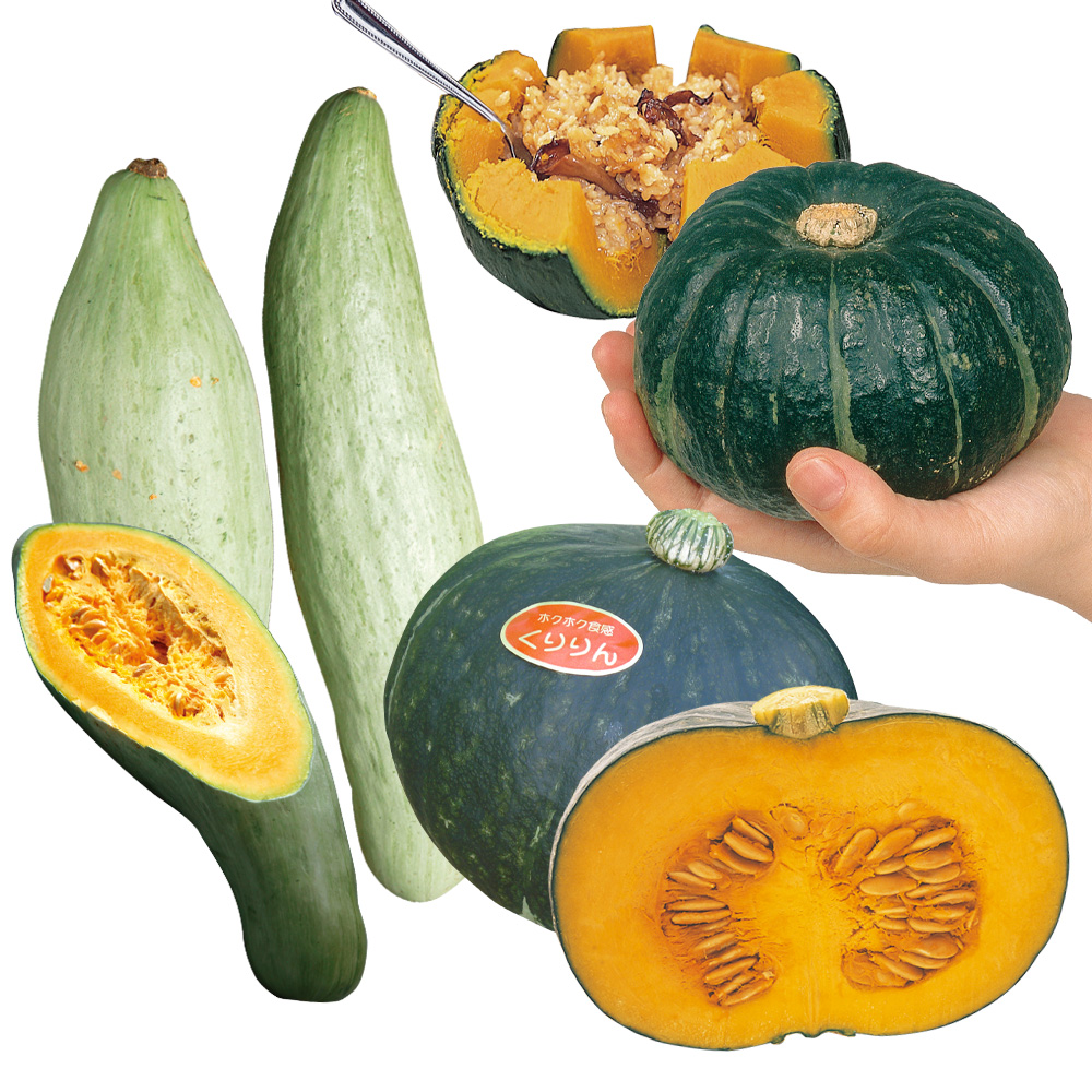 実生野菜苗 カボチャ 実生人気カボチャBセット 3種6株