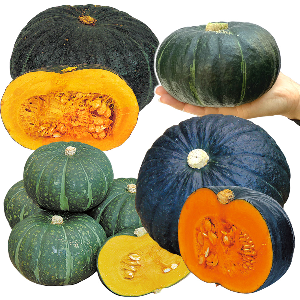 実生野菜苗 カボチャ 実生カボチャ苗お試しセット 4種4株（送料無料）