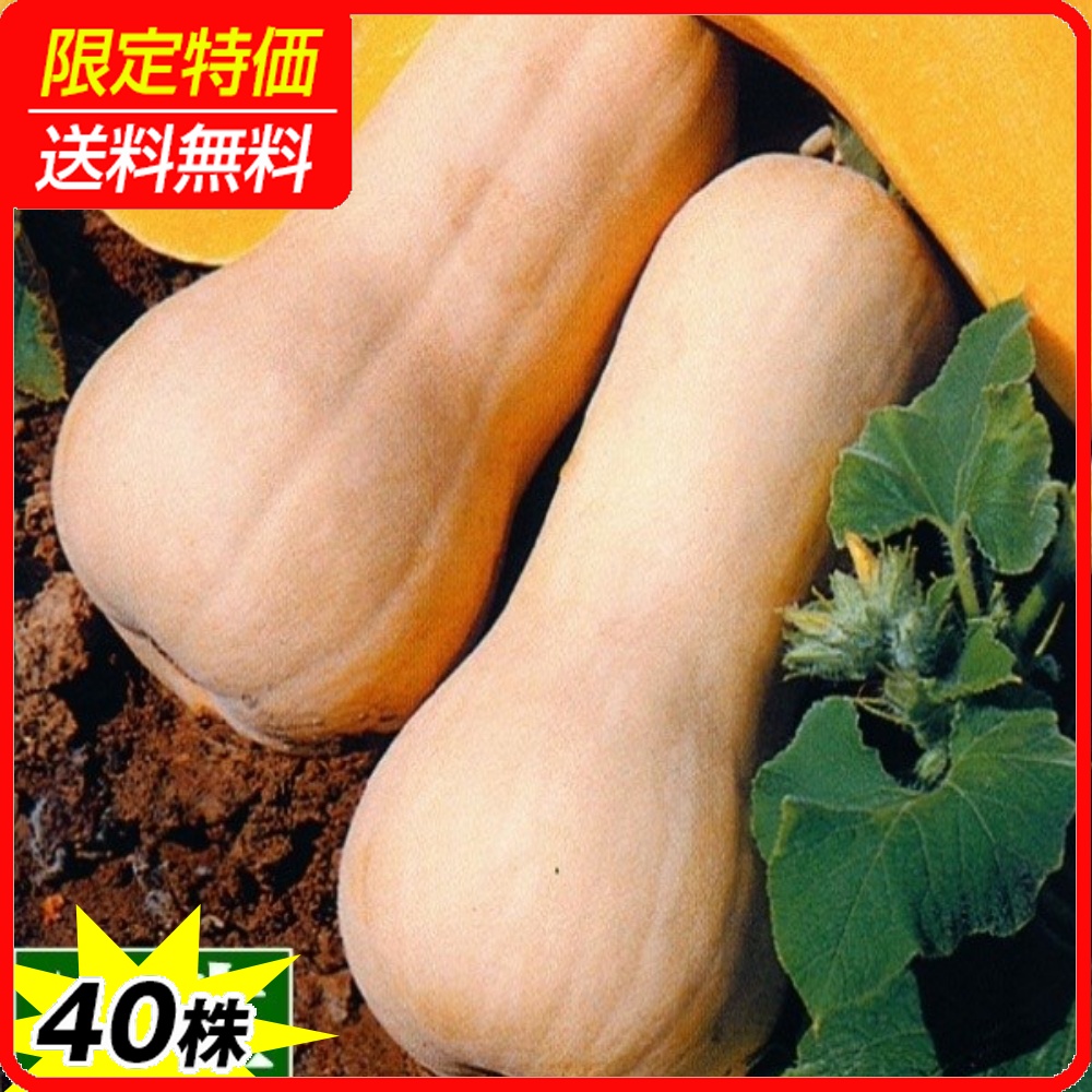 実生野菜苗 カボチャ バターナッツ 40株 ［限定特価 送料無料］