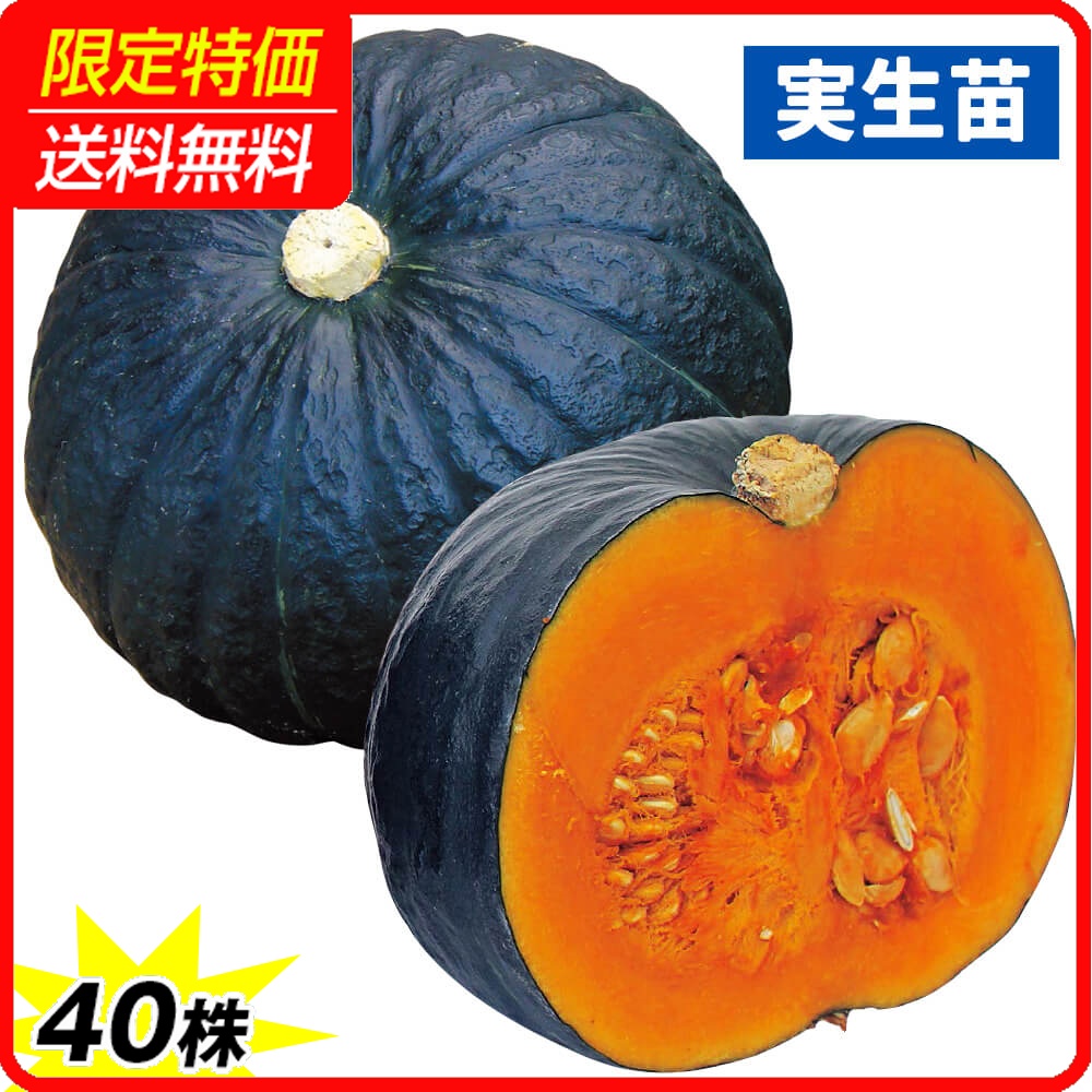 実生野菜苗 カボチャ F1極王かぼちゃ 40株 ［限定特価 送料無料］