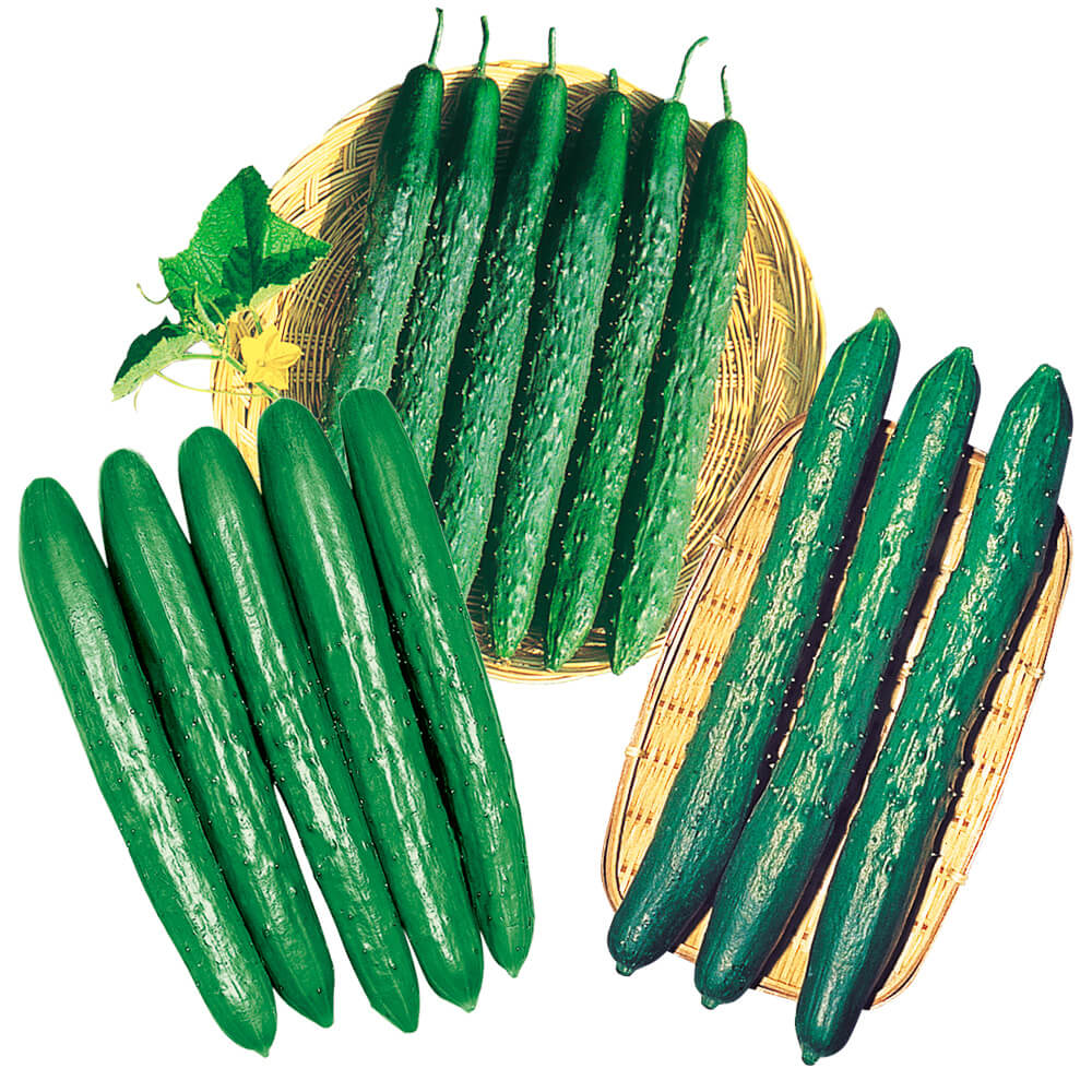 実生野菜苗 キュウリ 実生お買得キュウリセット 3種12株