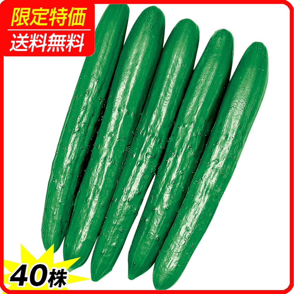 実生野菜苗 キュウリ F1夢そだち 40株 ［限定特価 送料無料］