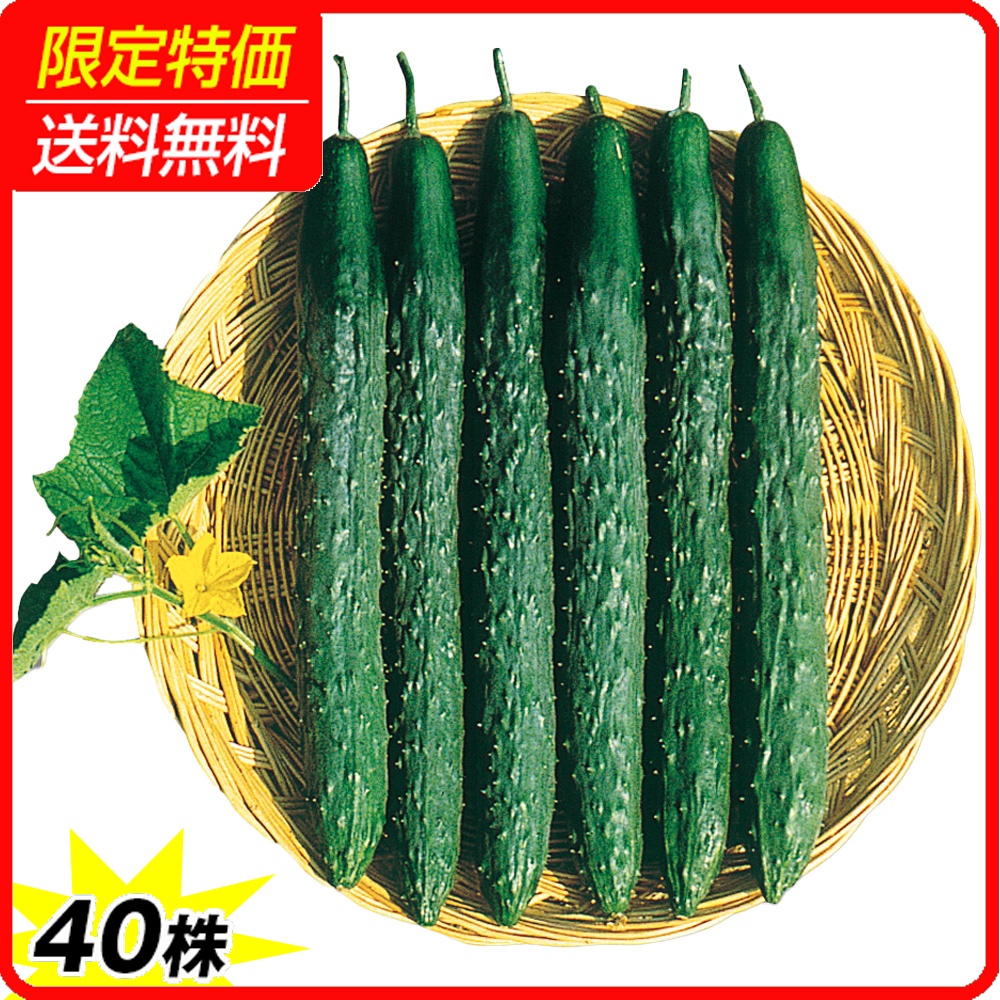 実生野菜苗 キュウリ F1北京四葉 40株 ［限定特価 送料無料］