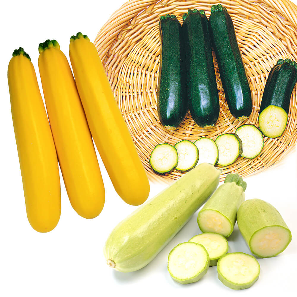 実生野菜苗 ズッキーニ 実生ズッキーニセット 3種6株