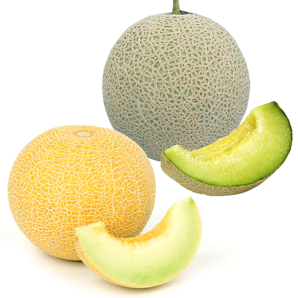 実生野菜苗 メロン 実生特選メロンセット 2種2株