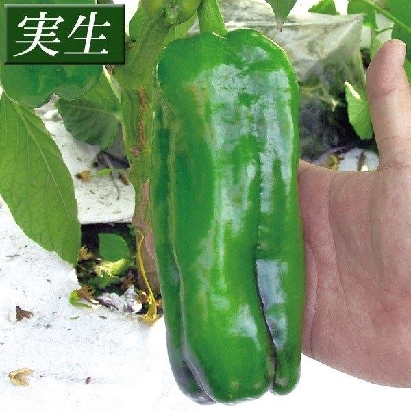 実生野菜苗 ピーマン F1ウルトラジャンボ 40株 ［限定特価 送料無料］