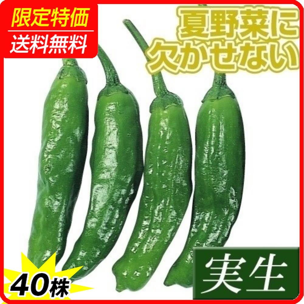 実生野菜苗 甘トウガラシ ししとう 40株 ［限定特価 送料無料］