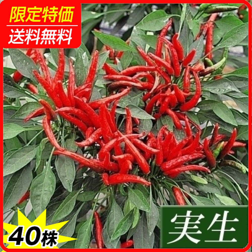 実生野菜苗 トウガラシ 鷹の爪とうがらし 40株 ［限定特価 送料無料］