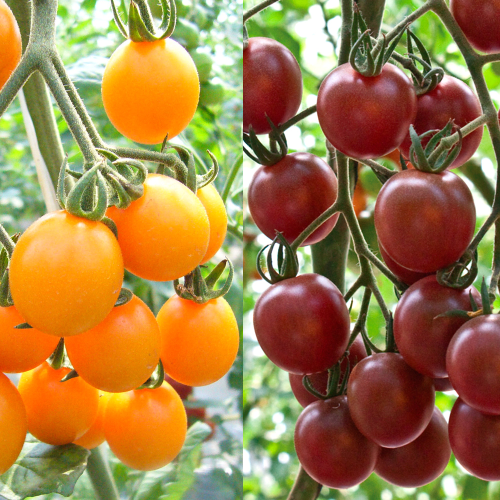 実生野菜苗 トマト 実生特選ミニトマトセット 2種2株