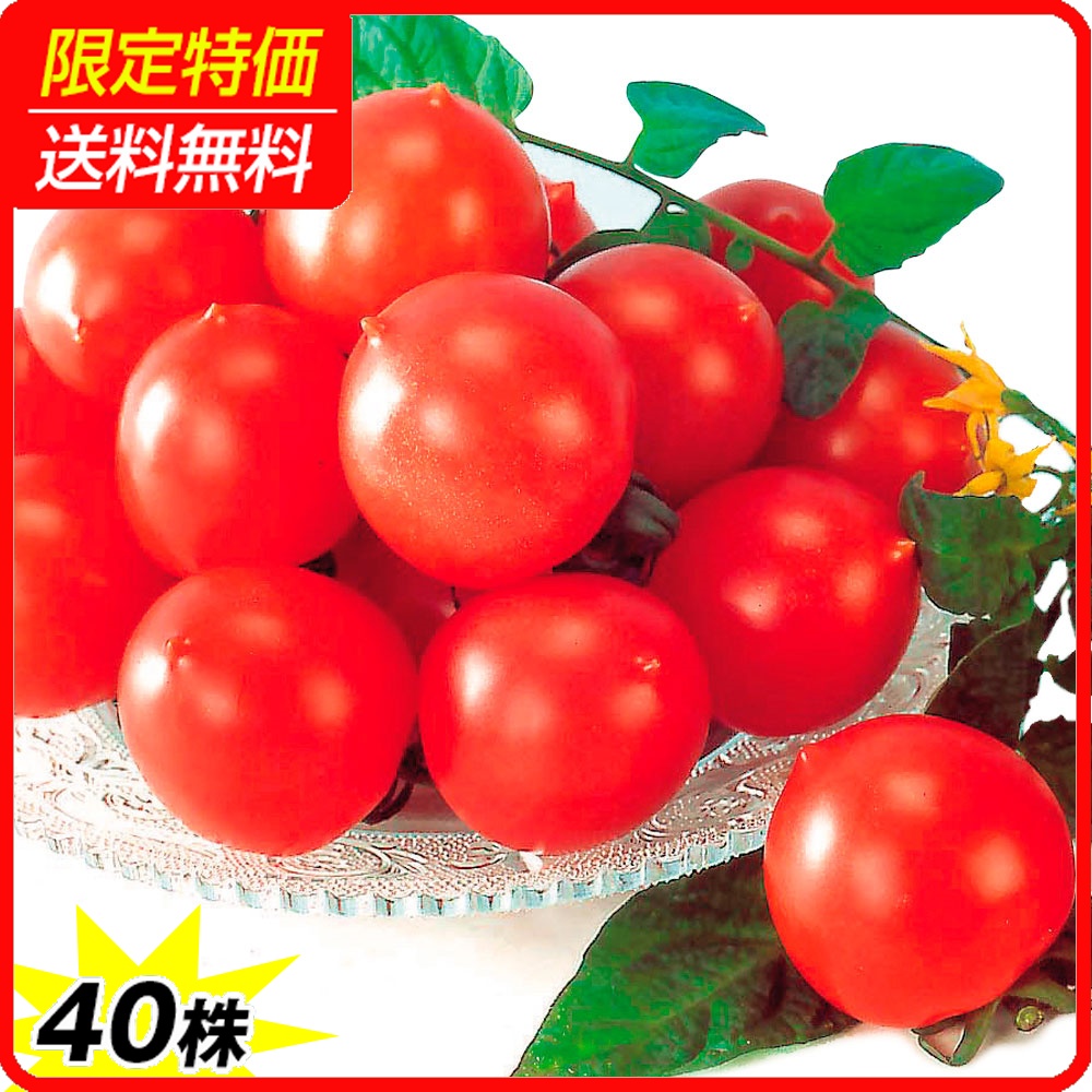 実生野菜苗 中玉トマト F1甘熟むすめ 40株 ［限定特価 送料無料］