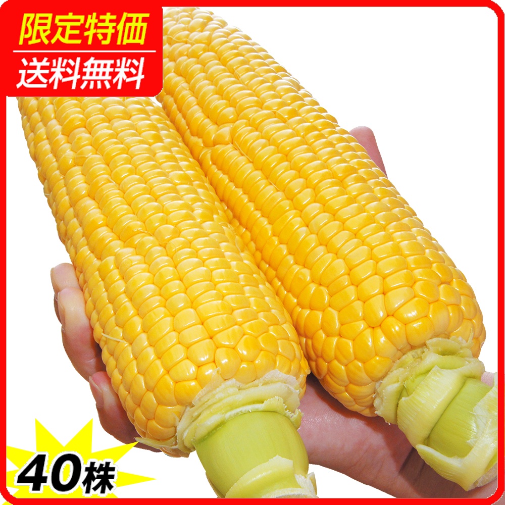 実生野菜苗 トウモロコシ F1スーパースイート83 40株 ［限定特価 送料無料］