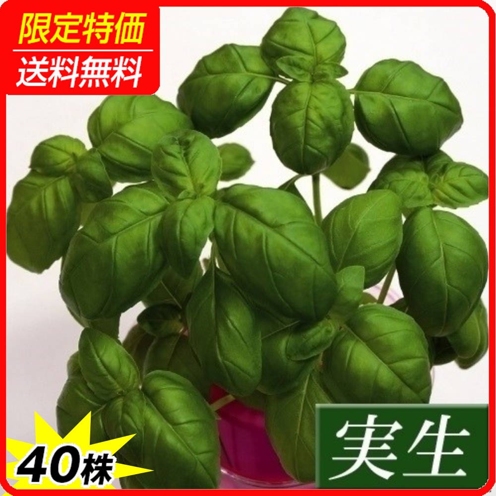 実生野菜苗 コンパニオンプランツ バジル 40株 ［限定特価 送料無料］