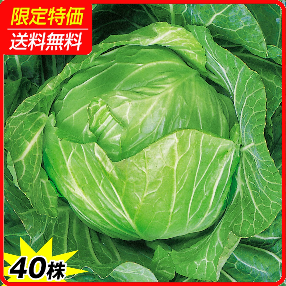 実生野菜苗 キャベツ F1やわらかんらん 40株 ［限定特価 送料無料］