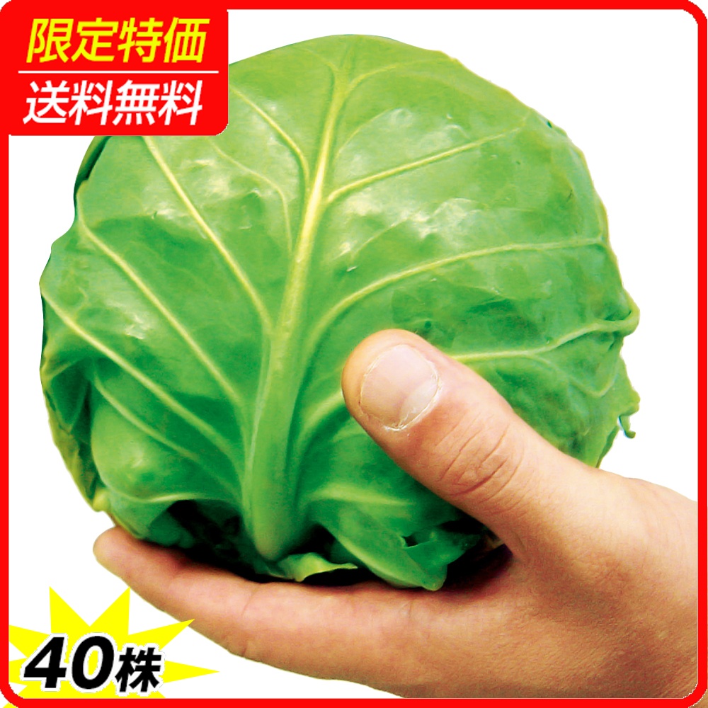 実生野菜苗 キャベツ F1よかまる 40株 ［限定特価 送料無料］