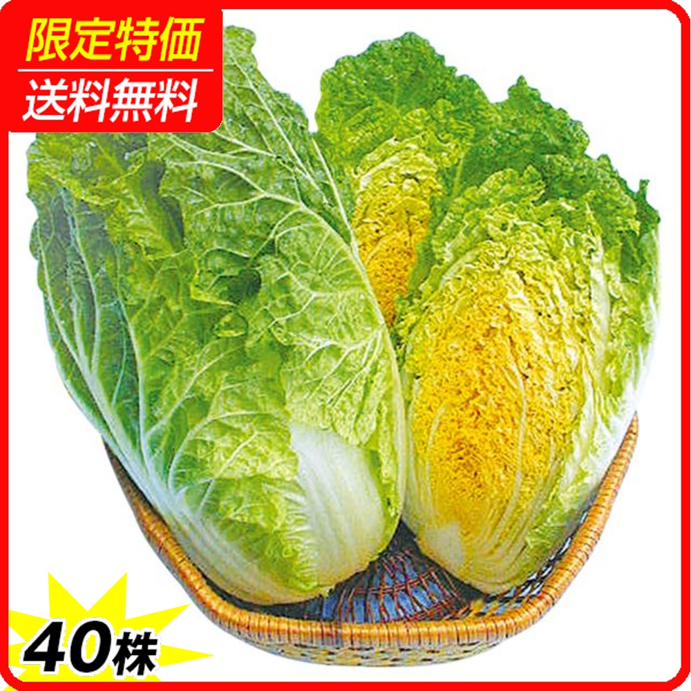 実生野菜苗 ハクサイ F1オレンジミニ白菜 40株 ［限定特価 送料無料］