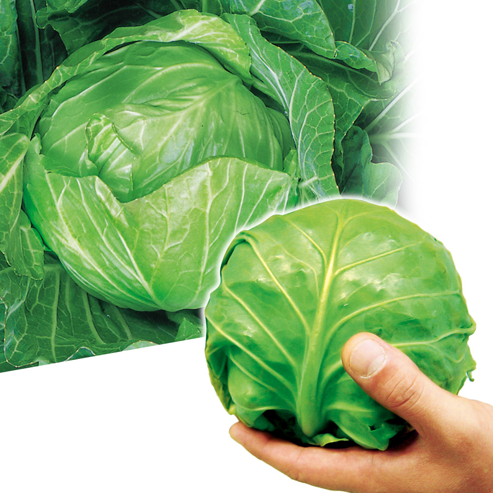 実生野菜苗 キャベツ 実生キャベツセット 2種8株