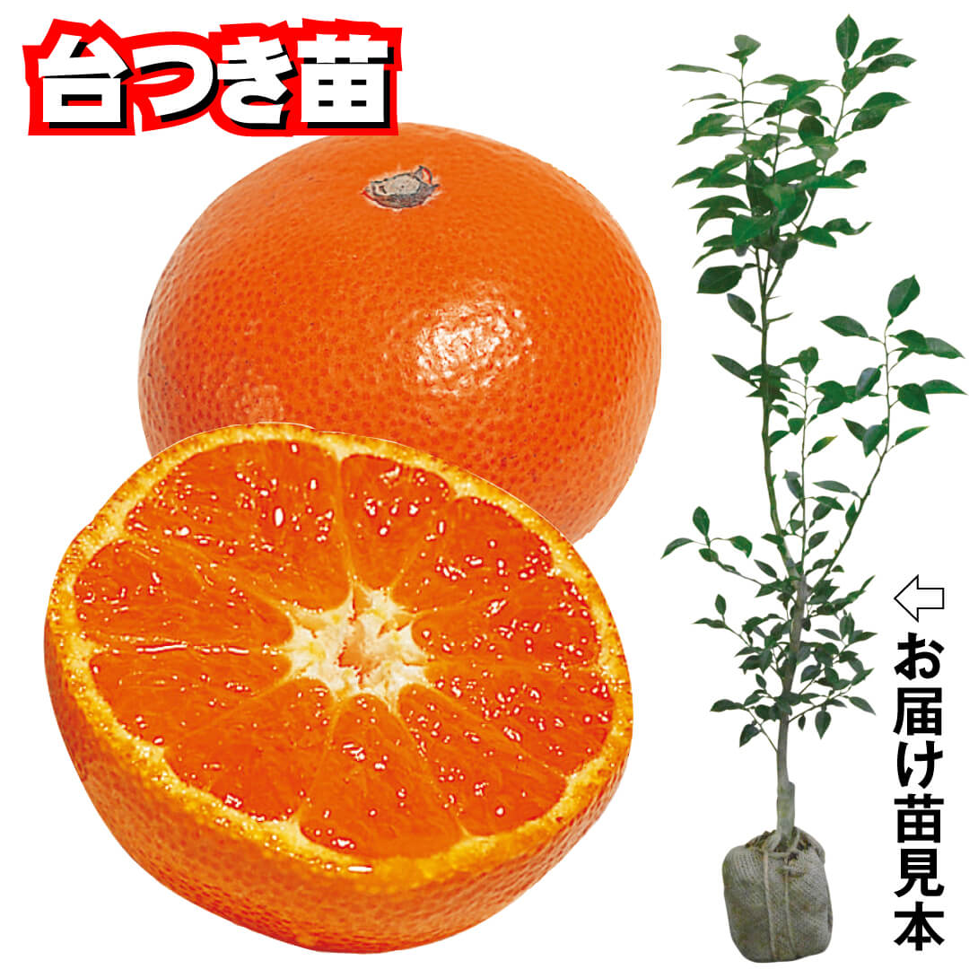 果樹苗 カンキツ 早生温州みかん 山下紅早生 台つき苗 1株