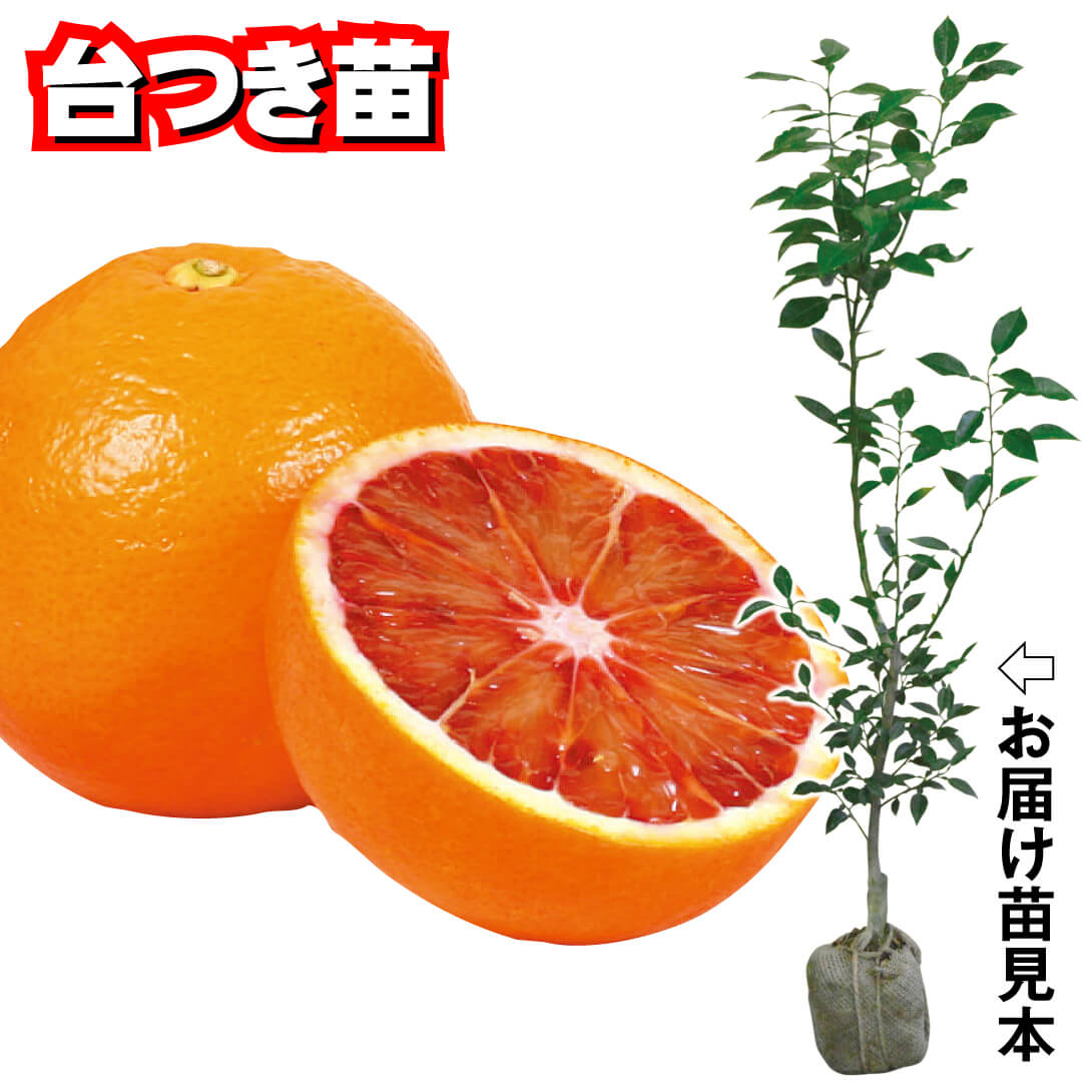 果樹苗 カンキツ ブラッドオレンジ タロッコ  台つき 1株