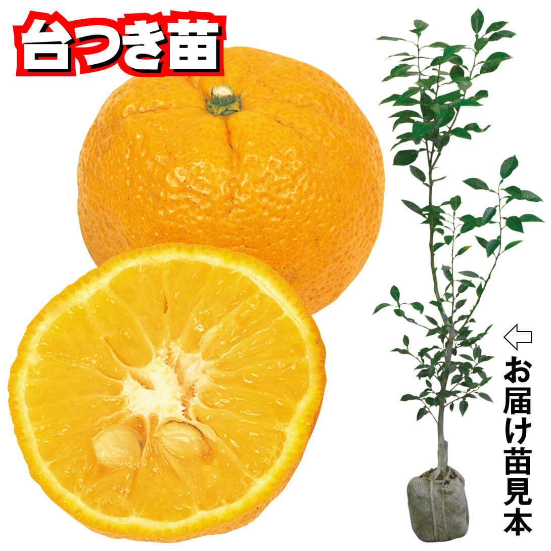 果樹苗 カンキツ じゃばら 台つき苗 1株