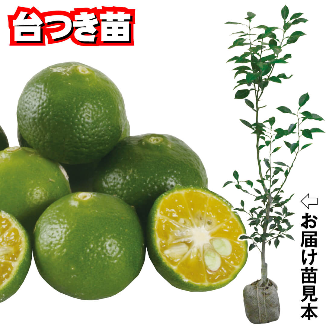 果樹苗 カンキツ シークヮーサー 台つき 1株