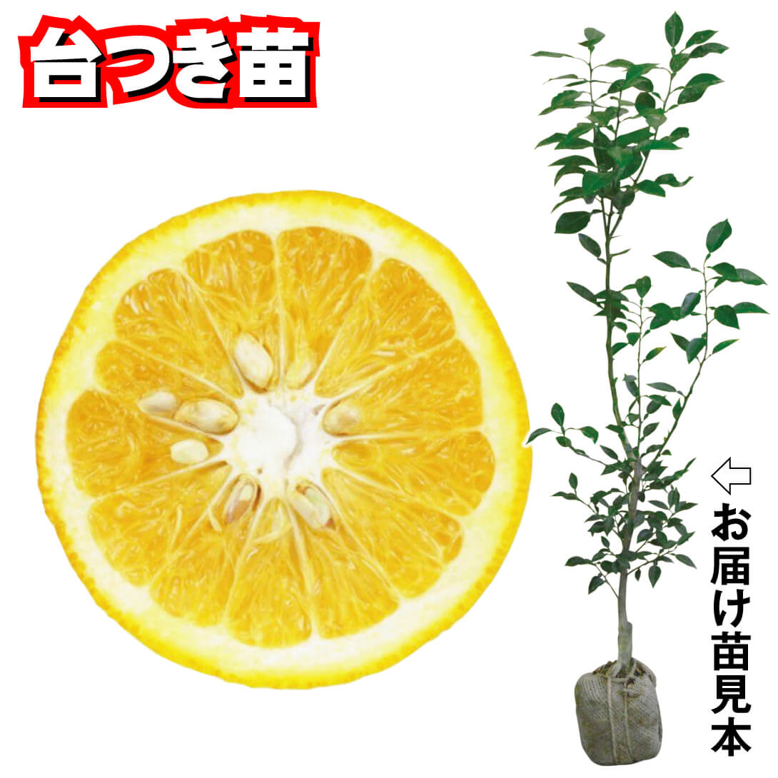 果樹苗 カンキツ 夏みかん 台つき苗 1株