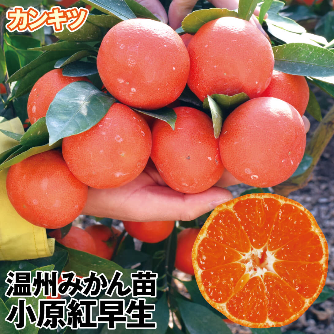 果樹苗 カンキツ 温州みかん 小原紅早生