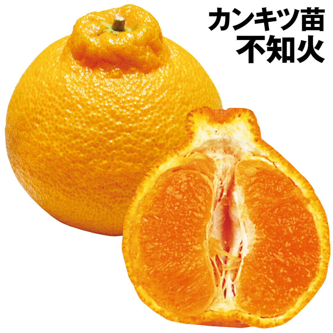 果樹苗 カンキツ 不知火(しらぬひ) 1株