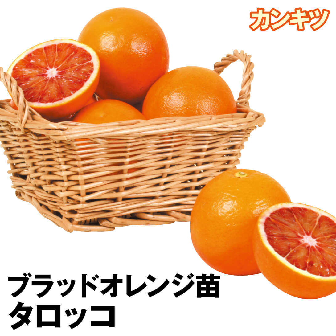 果樹苗 カンキツ ブラッドオレンジ タロッコ 1株