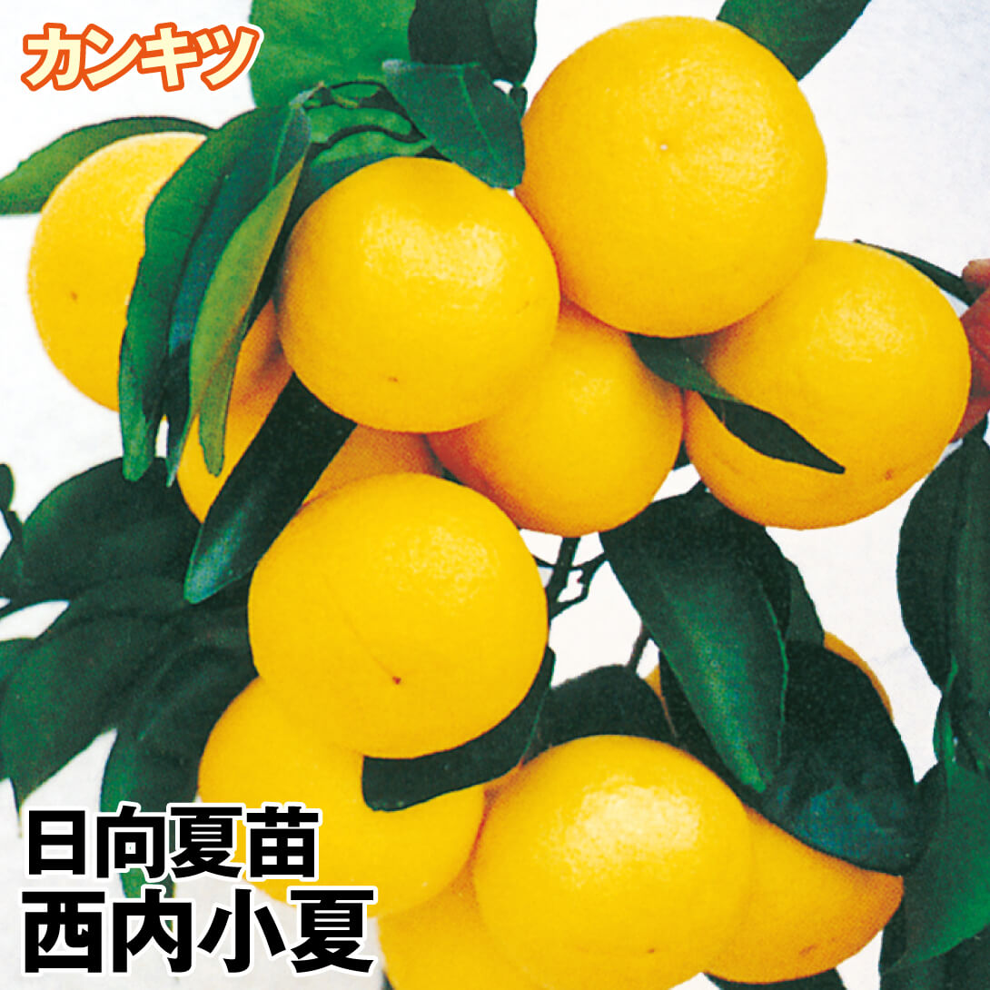 果樹苗 カンキツ 日向夏 西内小夏 1株