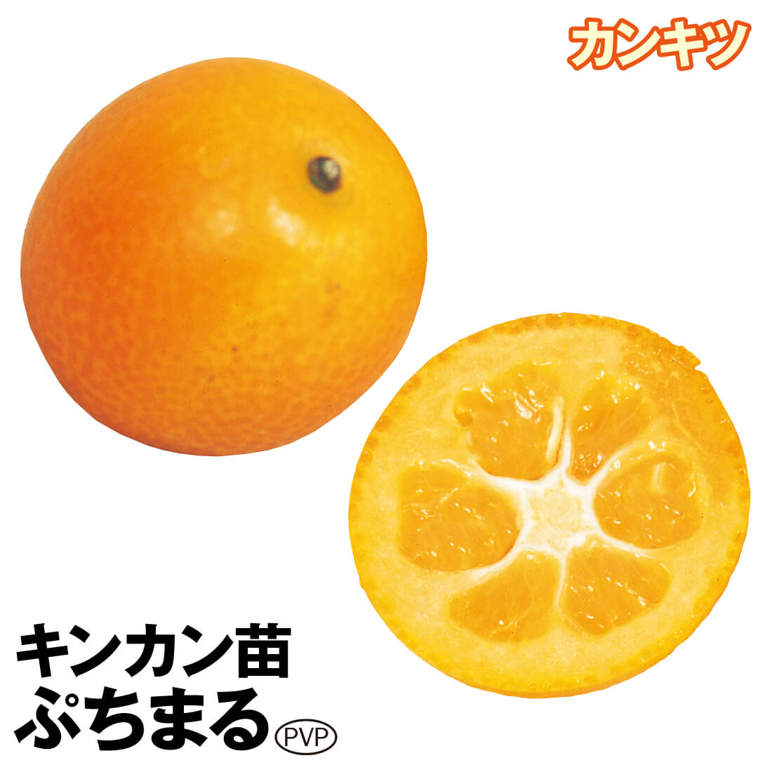 果樹苗 カンキツ キンカン ぷちまるPVP 1株
