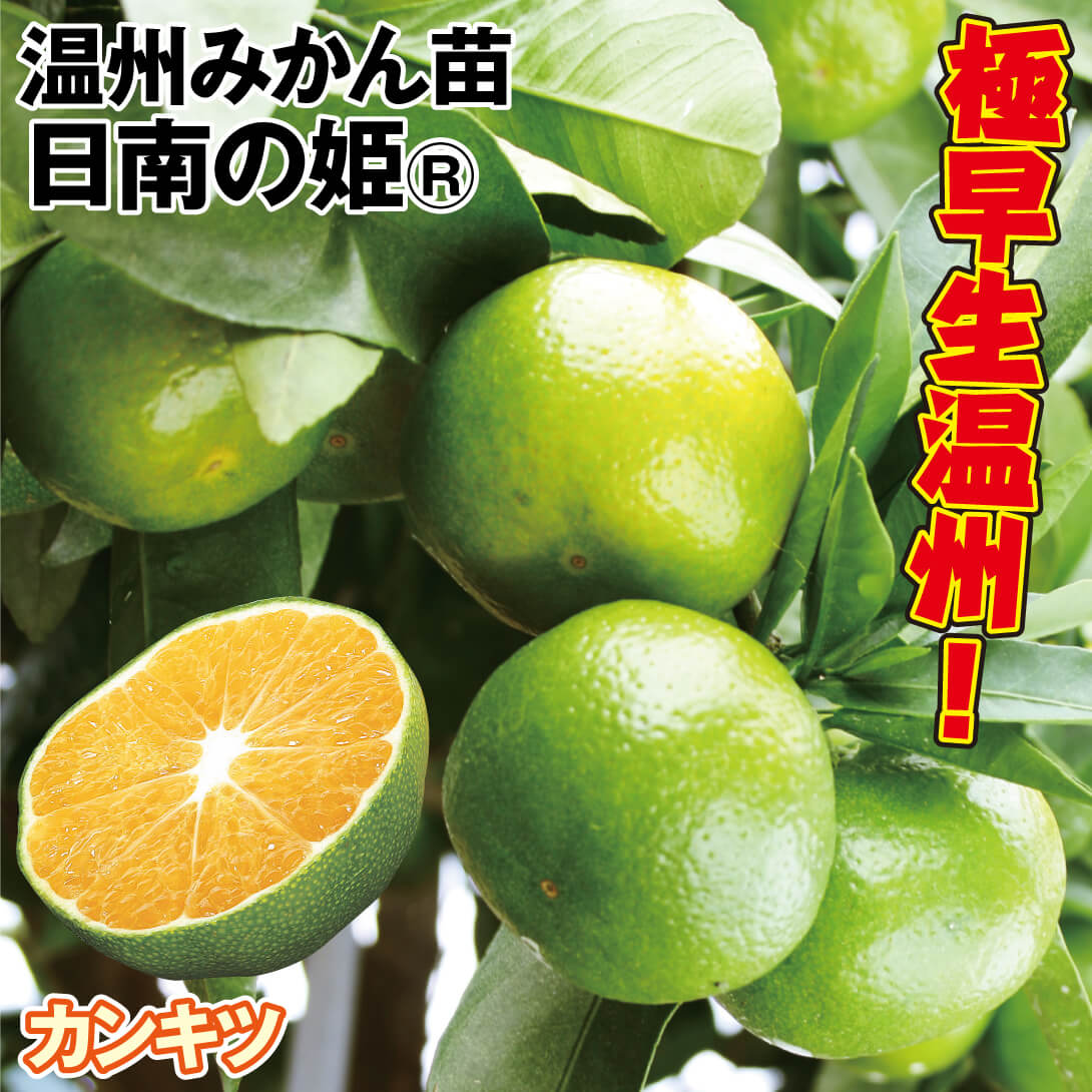 果樹苗 カンキツ 温州みかん 日南の姫R