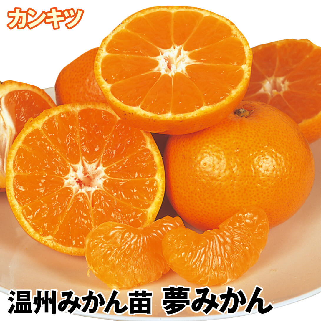果樹苗 カンキツ 温州みかん 夢みかん